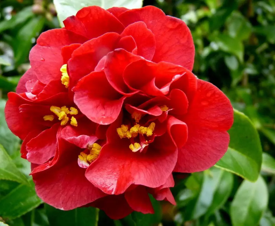 Camelia Top - Gold main image 1