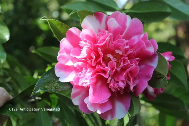 camellia-williamsii-anticipation-variegated-