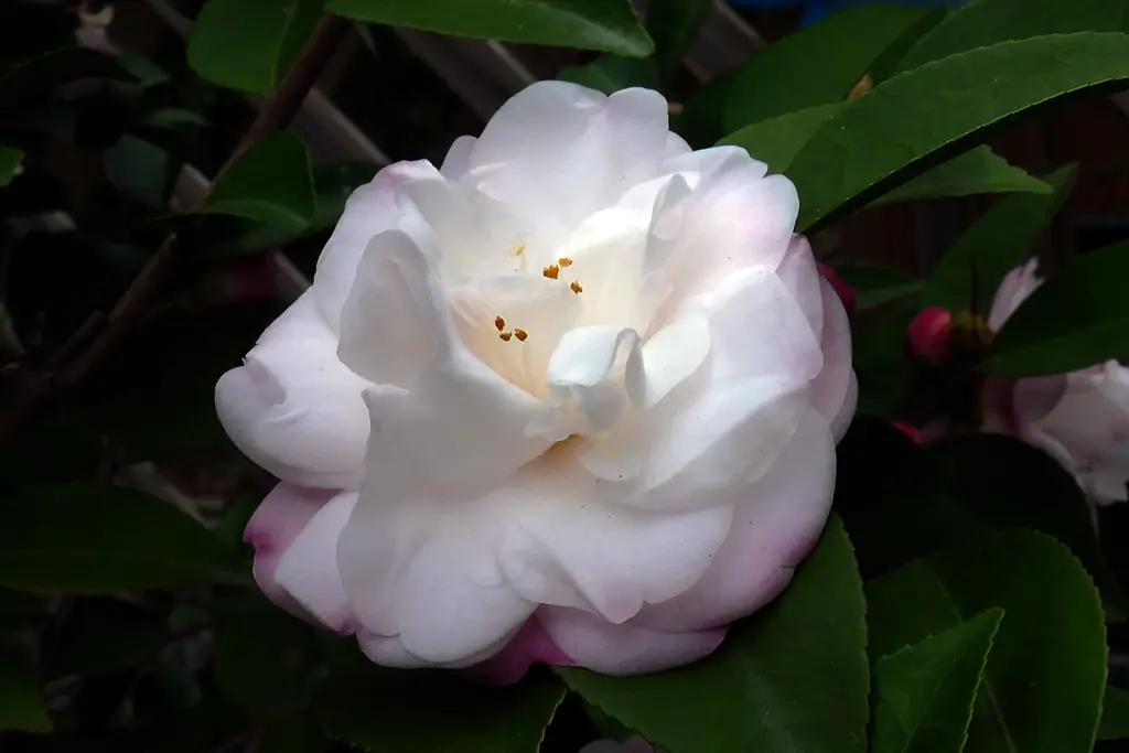 Camellia Cinnamon Cindy beautiful white-pink flowers adorned with glossy green foliage.