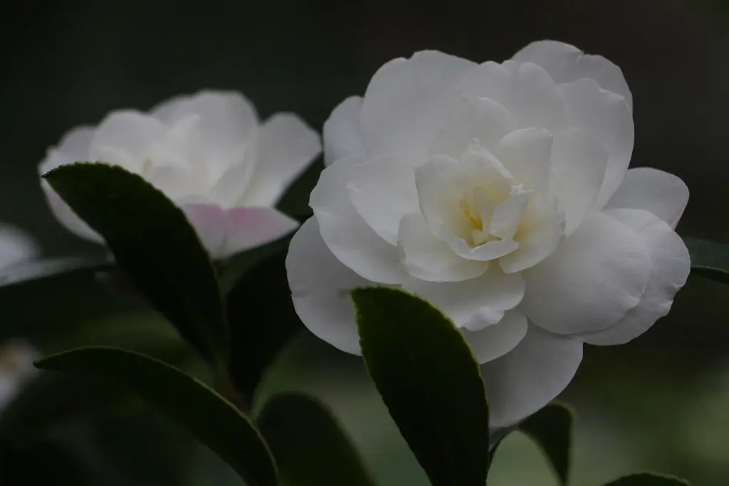 Camellia Early Pearly white flower with a pink blush.