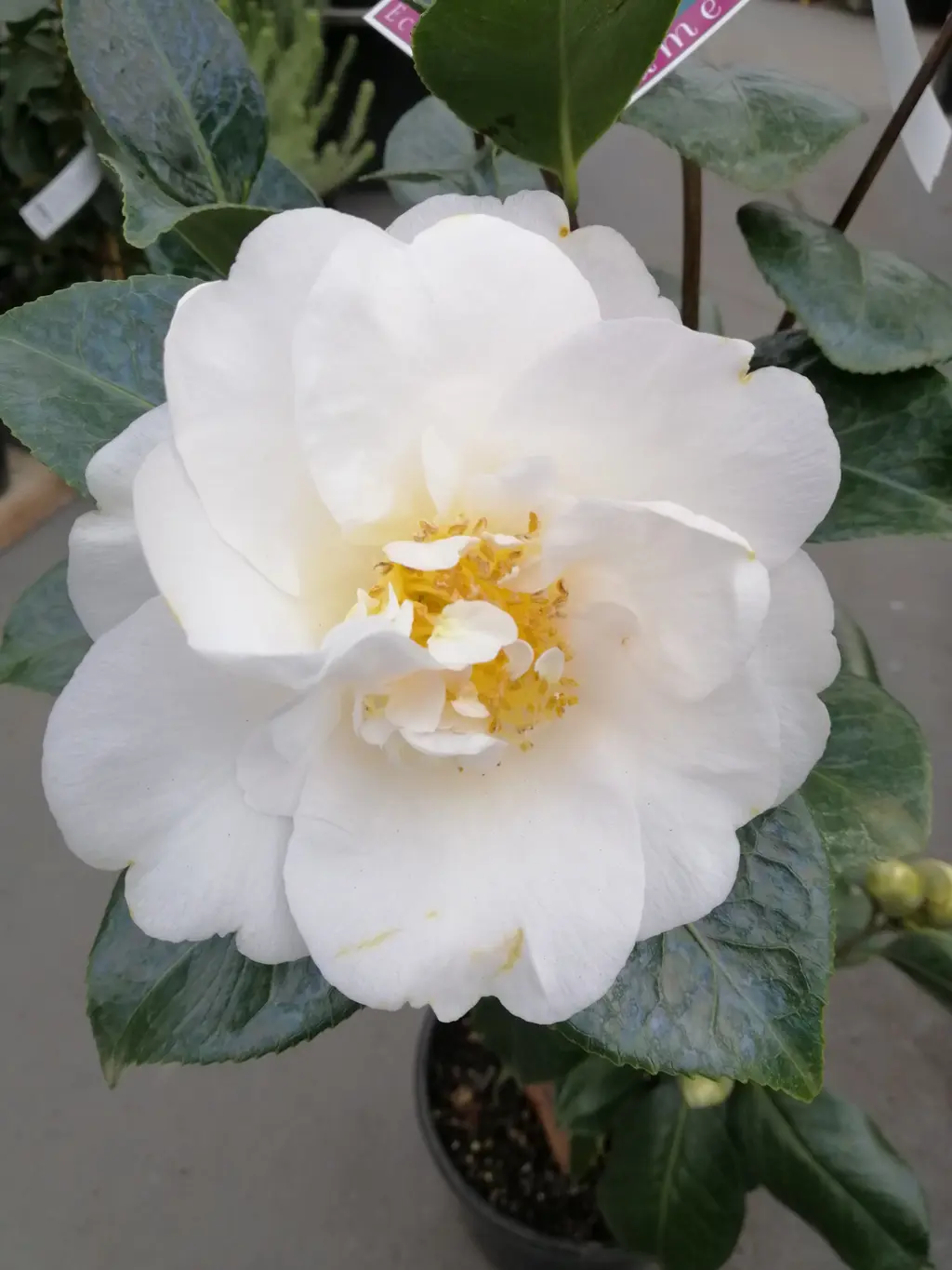 camellia-japonica-ecclefield-