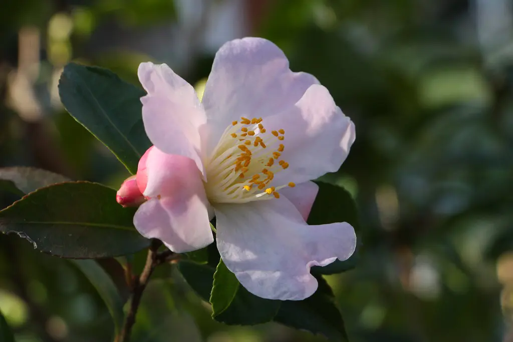 Camellia 'Fairy Blush' stunning pink flower against dark green foliage.