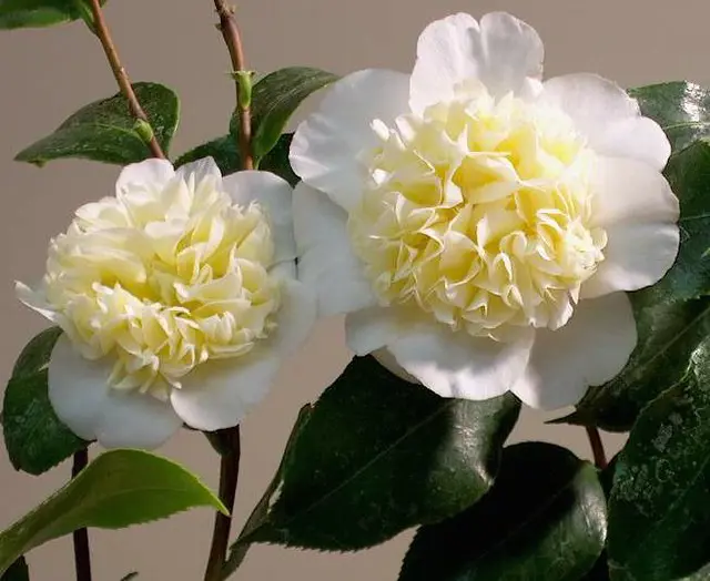 Camellia japonica 'Jurys' Yellow' flowers with dark green foliage.