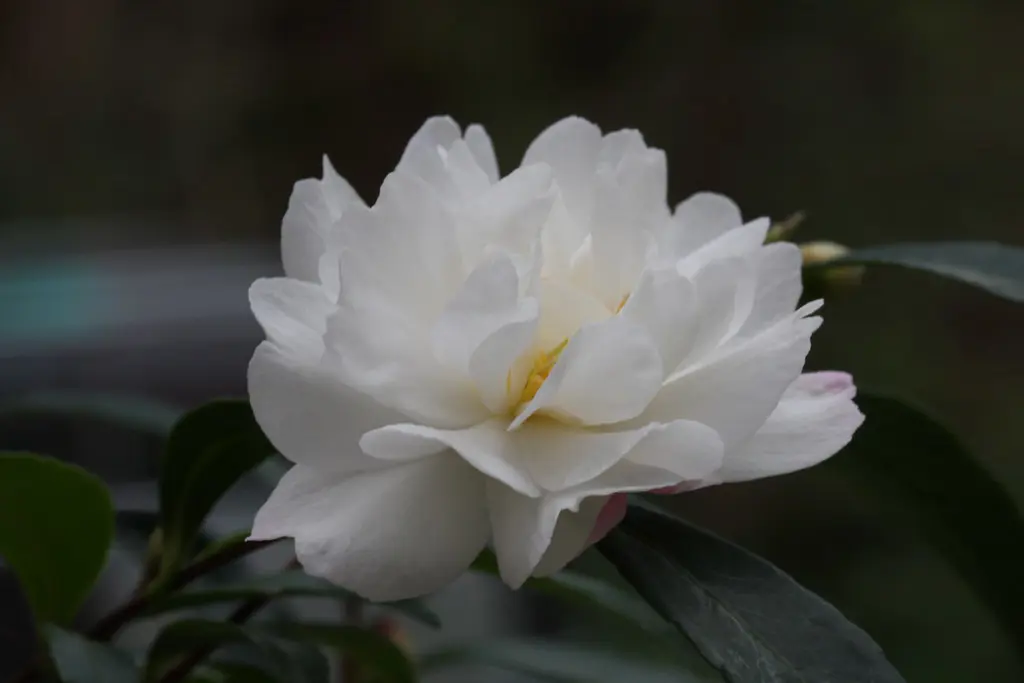 A Camellia 'Little Liane' exquisite, white flower.