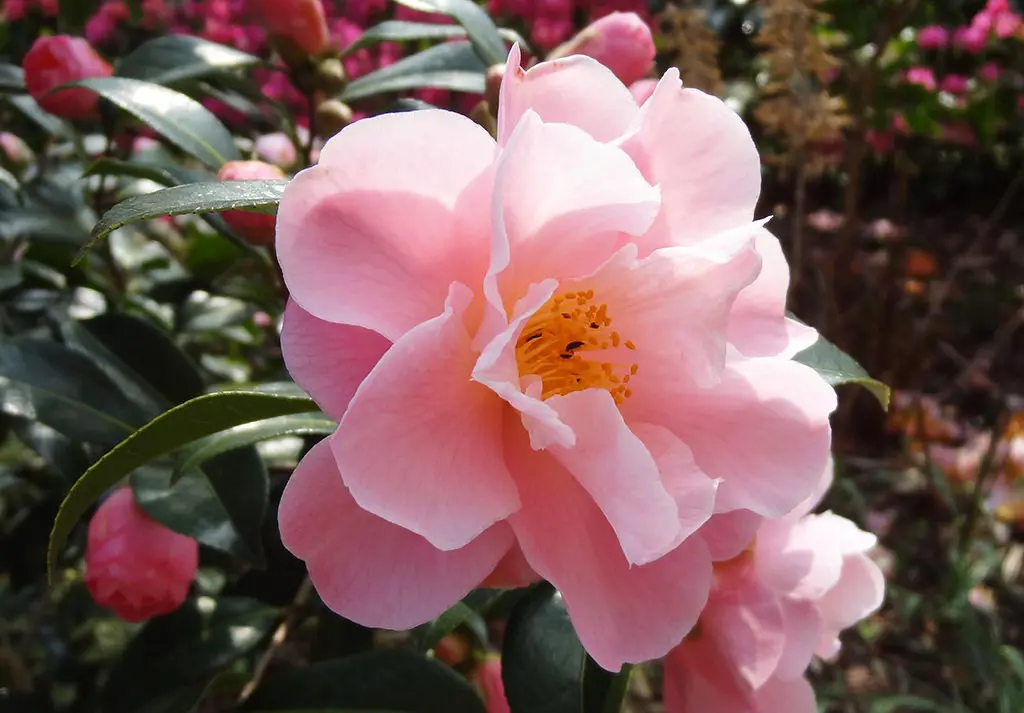 Camellia 'Nicky Crisp' beautiful pink flowers.