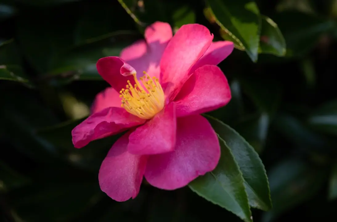Camellia sasanqua 'Hiryu' elegant pink flower with dark green foliage.