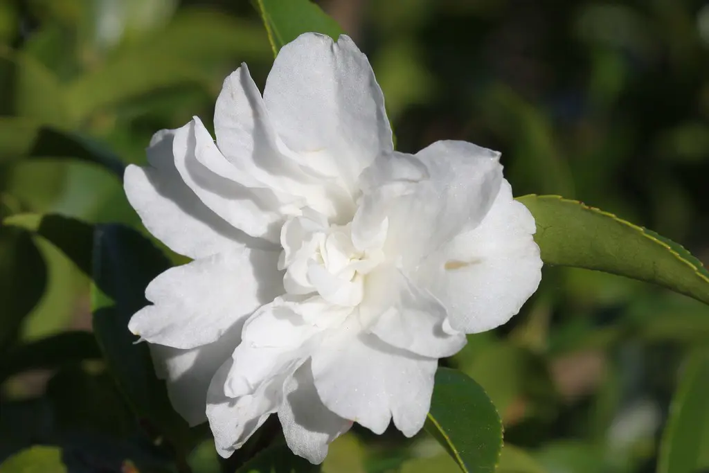 Camellia Silver Dollar, elegant, double, white flower.