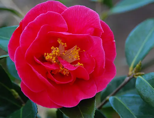 camellia-japonica-guillio-nuccio-3