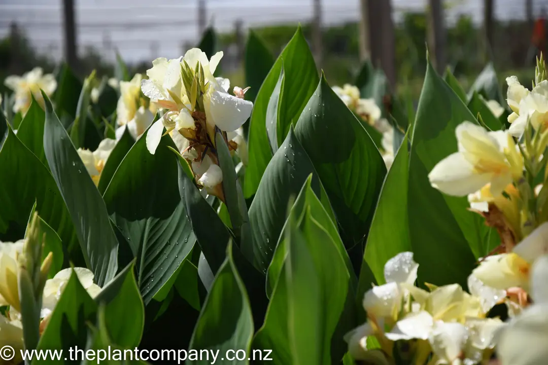 Canna 'Ambassador' plants for sale at The Plant Company featuring cream-yellow flowers with lush,green foliage.