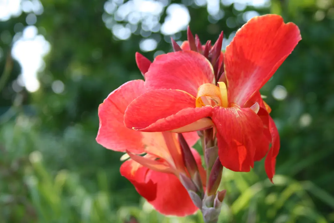 Canna 'South Pacific' red flower.