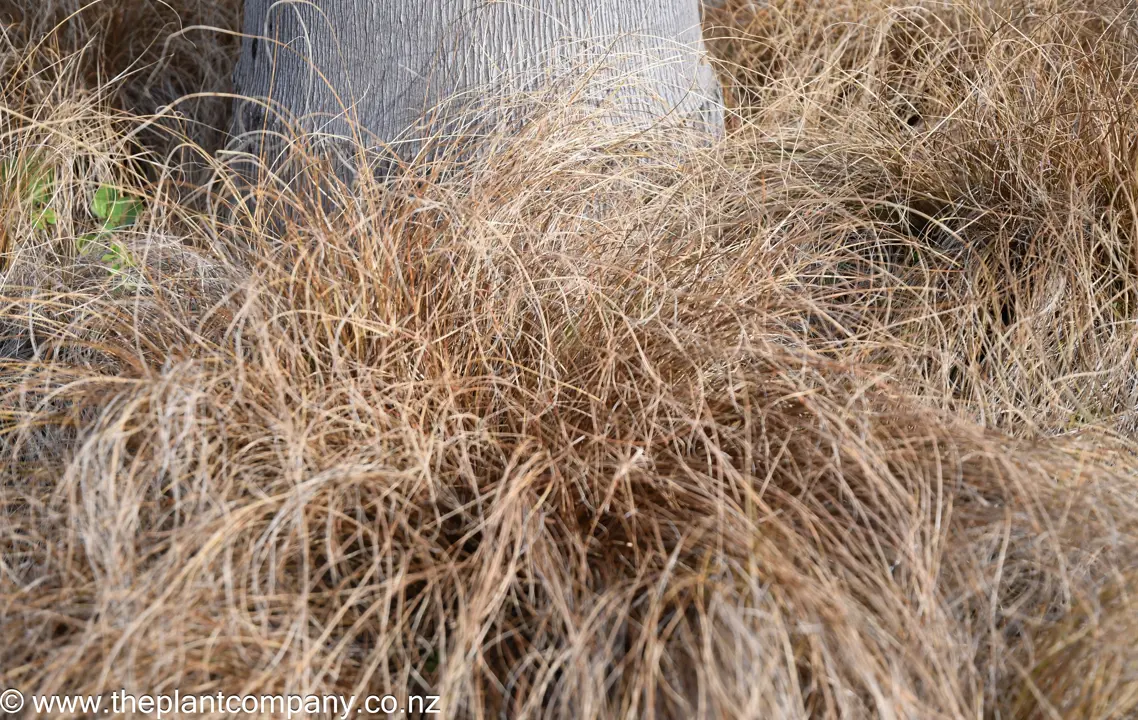 Carex 'Bronze Delight' plants growing around the base of a tree..