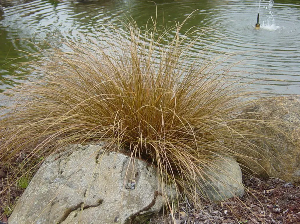 Carex buchananii with lush brown foliage growing as a specimen plant in a rock garden.