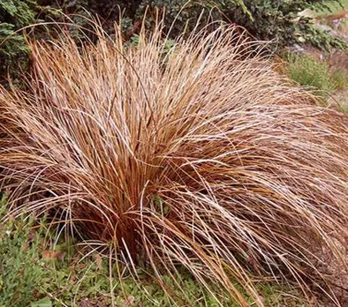 Carex 'Caramel Curls' bronze coloured foliage.