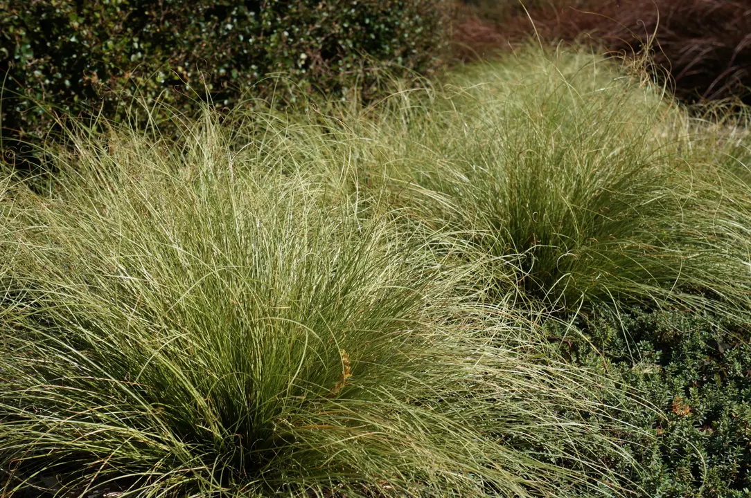 Carex comans green plants with dense, green foliage in a garden.