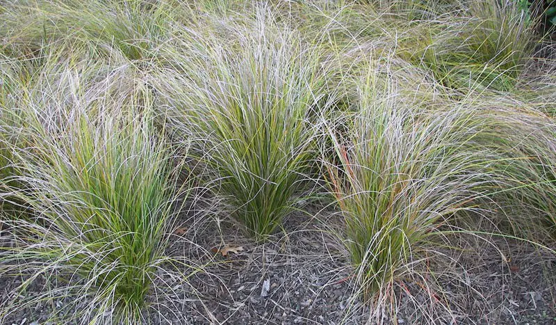 Carex dipsacea plants as a mass planting in a garden.