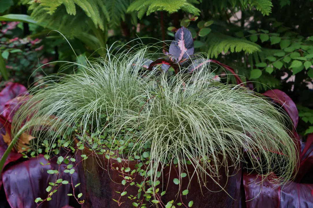 Carex 'Frosted Curls' plants with elegant green foliage growing in a pot with other plants.