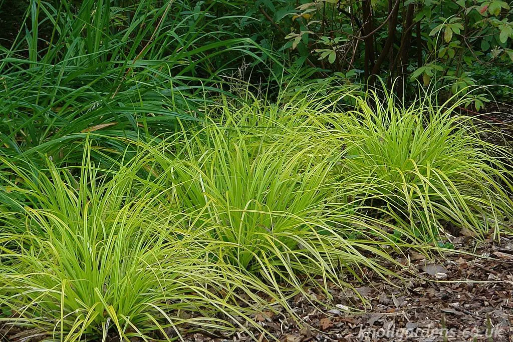 Carex oshimensis 'Everillo' lime-green plants in a border garden.
