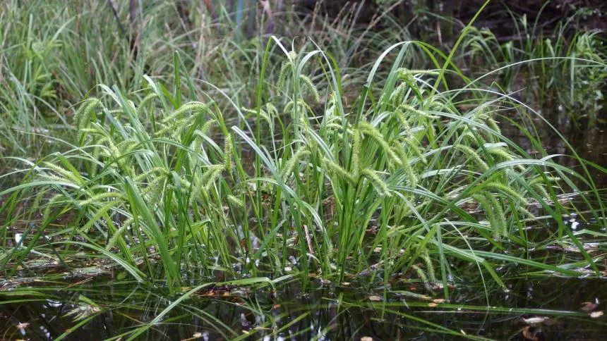 Carex maorica growing in water.