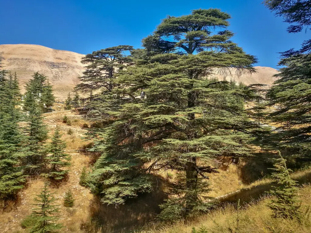 Buy Cedrus libani Plants | Free Shipping Over $150