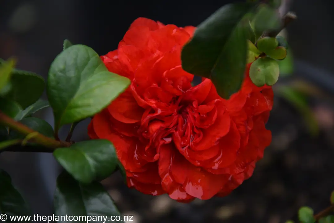 chaenomeles-double-take-orange-
