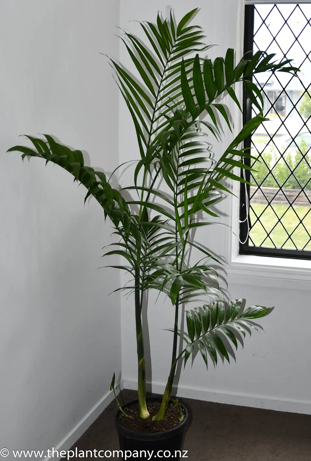 Chamaedorea costaricana palm growing as a potted, indoor plant.