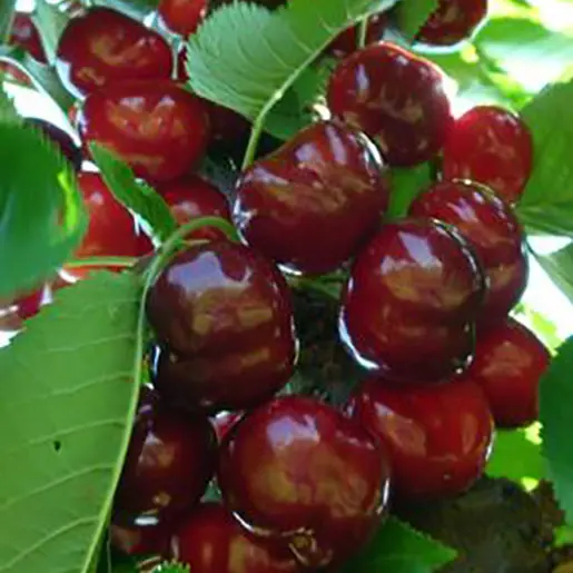 Cherry Burlatt red fruit on a tree.