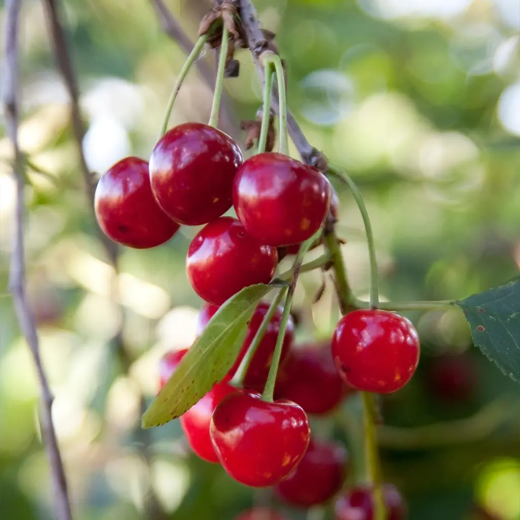 Cherry Griotella Frumi red fruit.