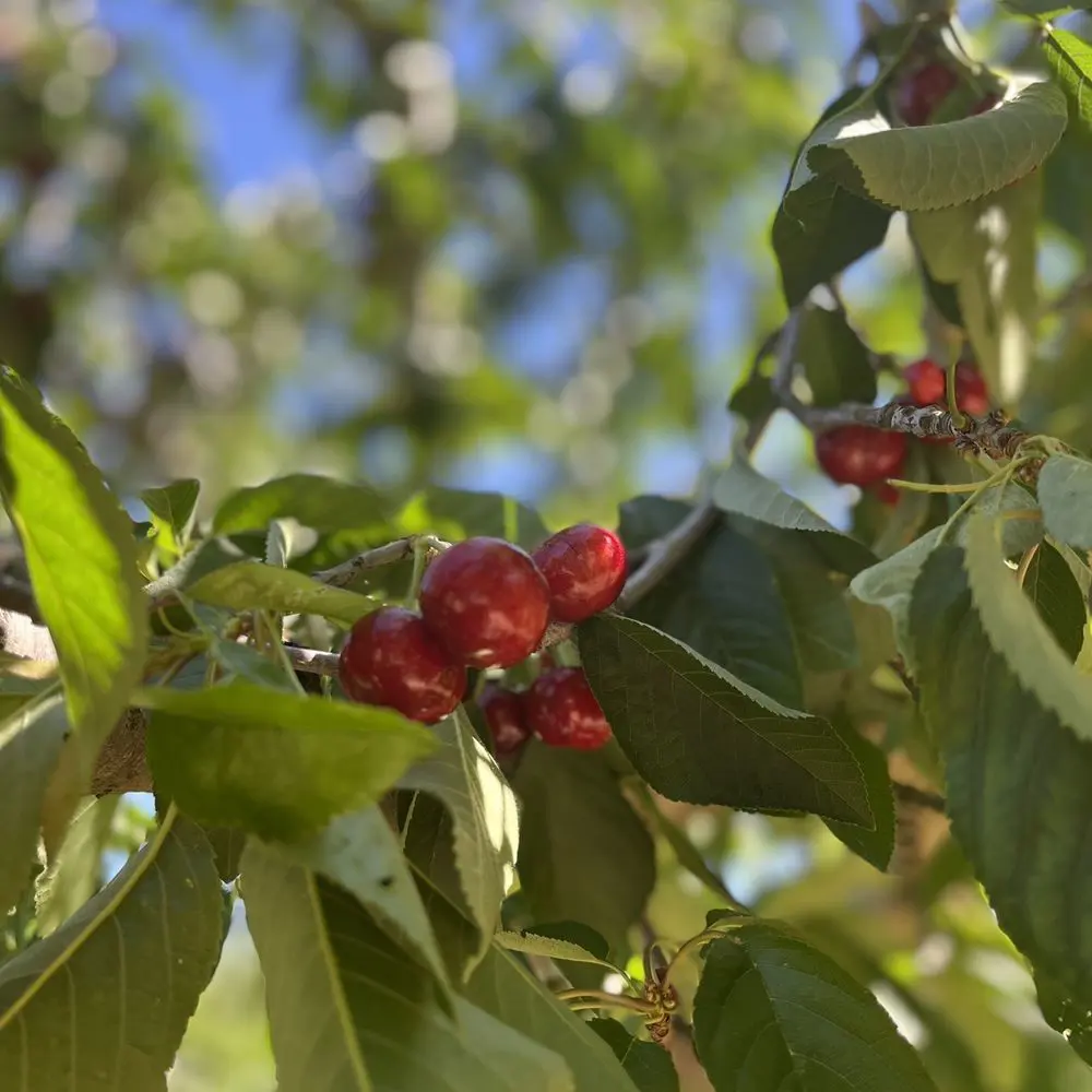 Cherry Modesto fruit on a tree.