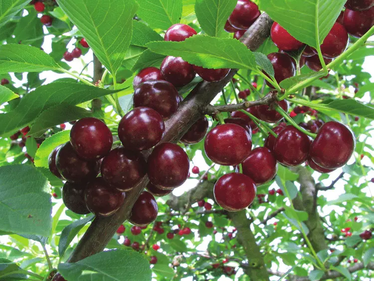 Cherry Oblacinska tree with purple-red fruit.