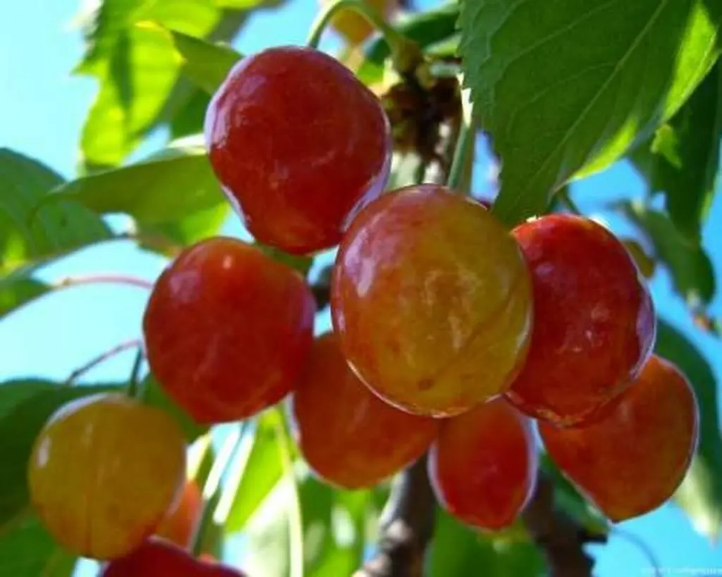 Cherry Tangshi orange-red fruit on a tree.