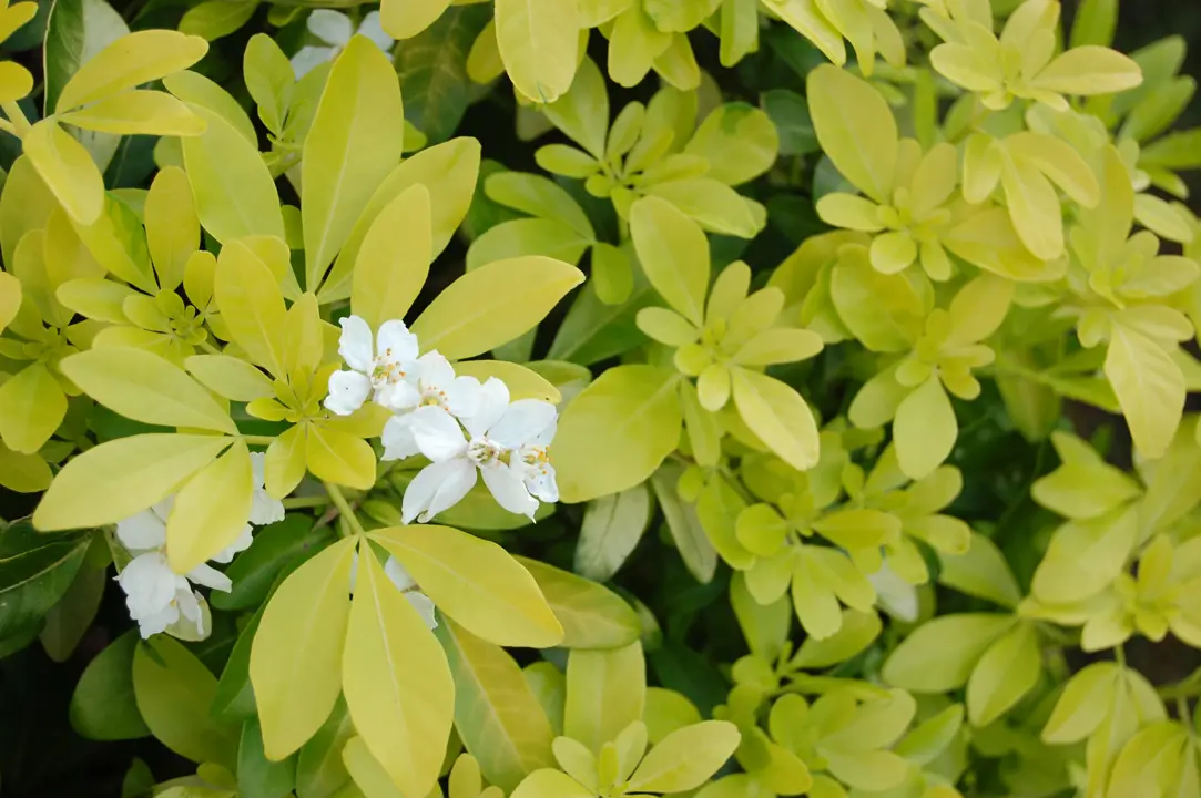 Choisya ternata 'Sundance' (Mexican Orange Blossom) with yellow foliage and white flowers.