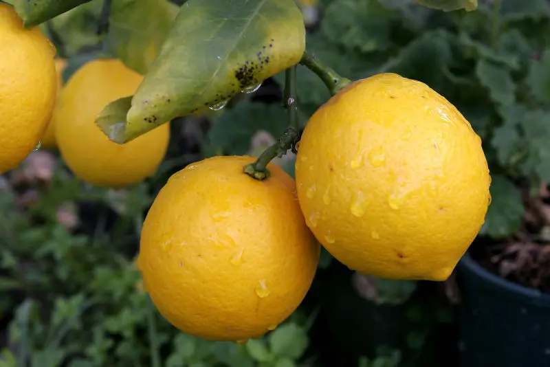 Yellow 'Lemonade' Lemon fruit on a tree.