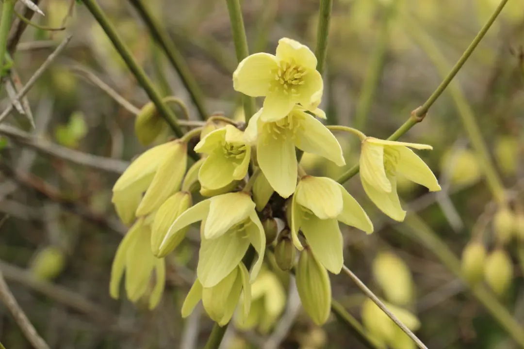 Clematis afoliata yellow flowers.