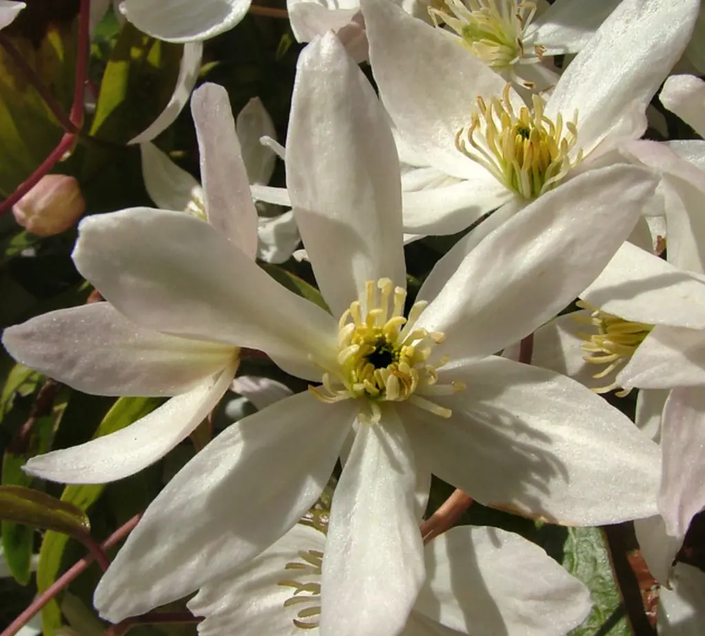 Clematis armandii white flowers.