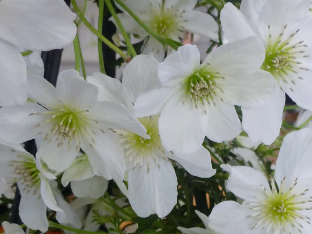 Clematis cartmanii white flowers.