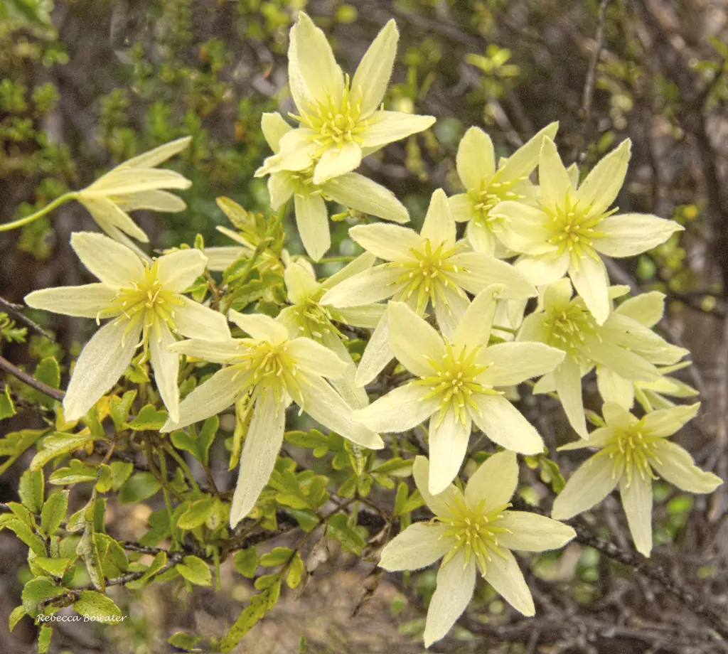 Clematis forsteri flowers.
