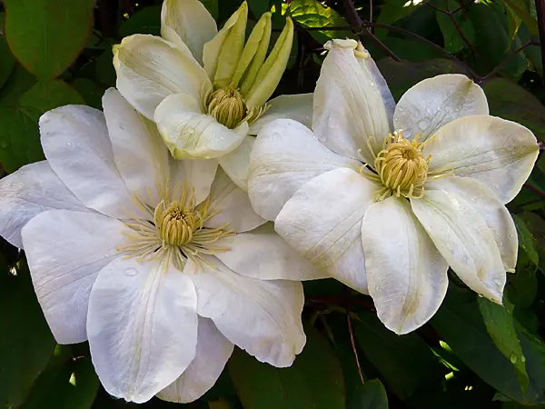 Clematis 'Guernsey Cream' flowers.