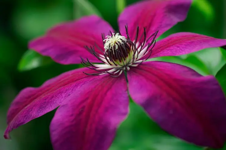 Clematis 'Honora' dark pink flower.