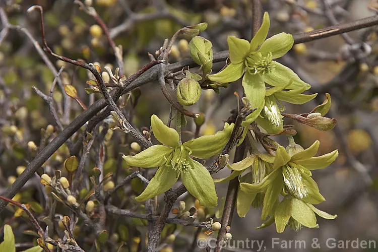 Clematis hookeriana flowers.