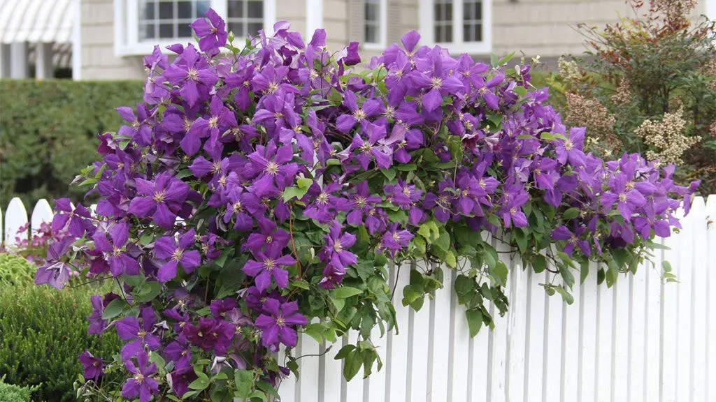 Clematis jackmanii superba growing on a fence with purple flowers.