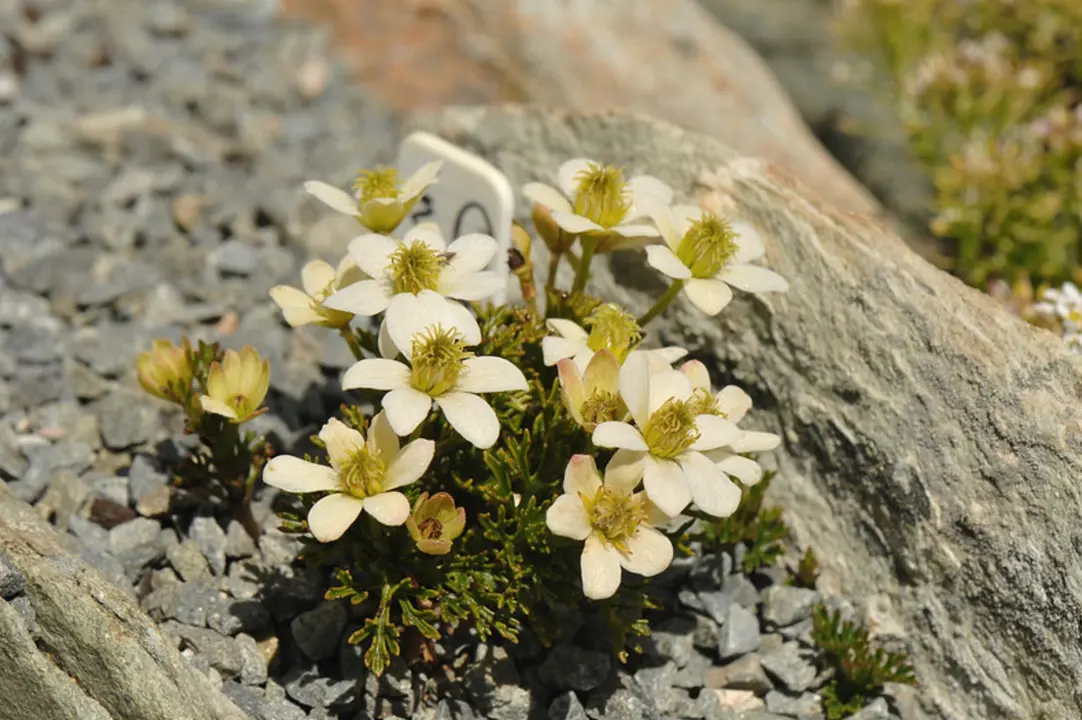 Clematis marmoraria plant with yellow flowers.