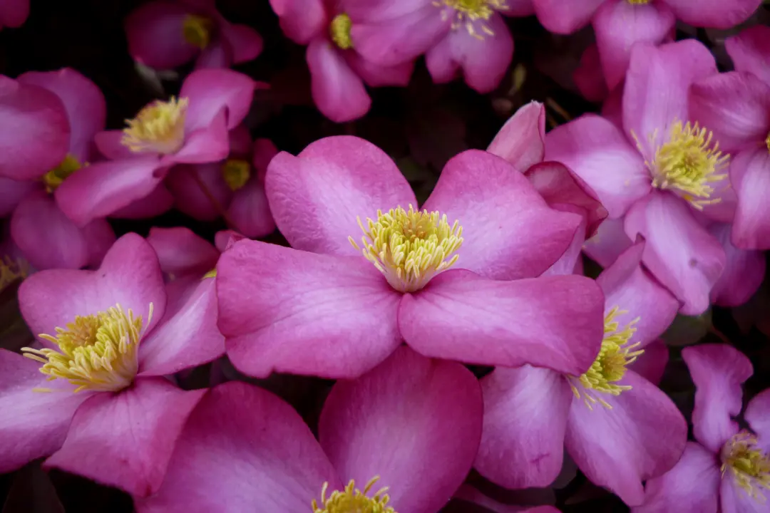 Clematis montana 'Freda' pink flowers.