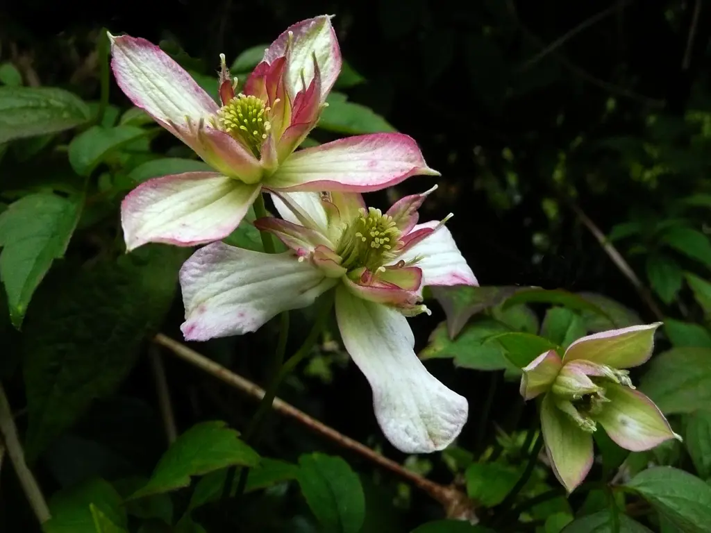 Clematis montana 'Marjorie' flowers.