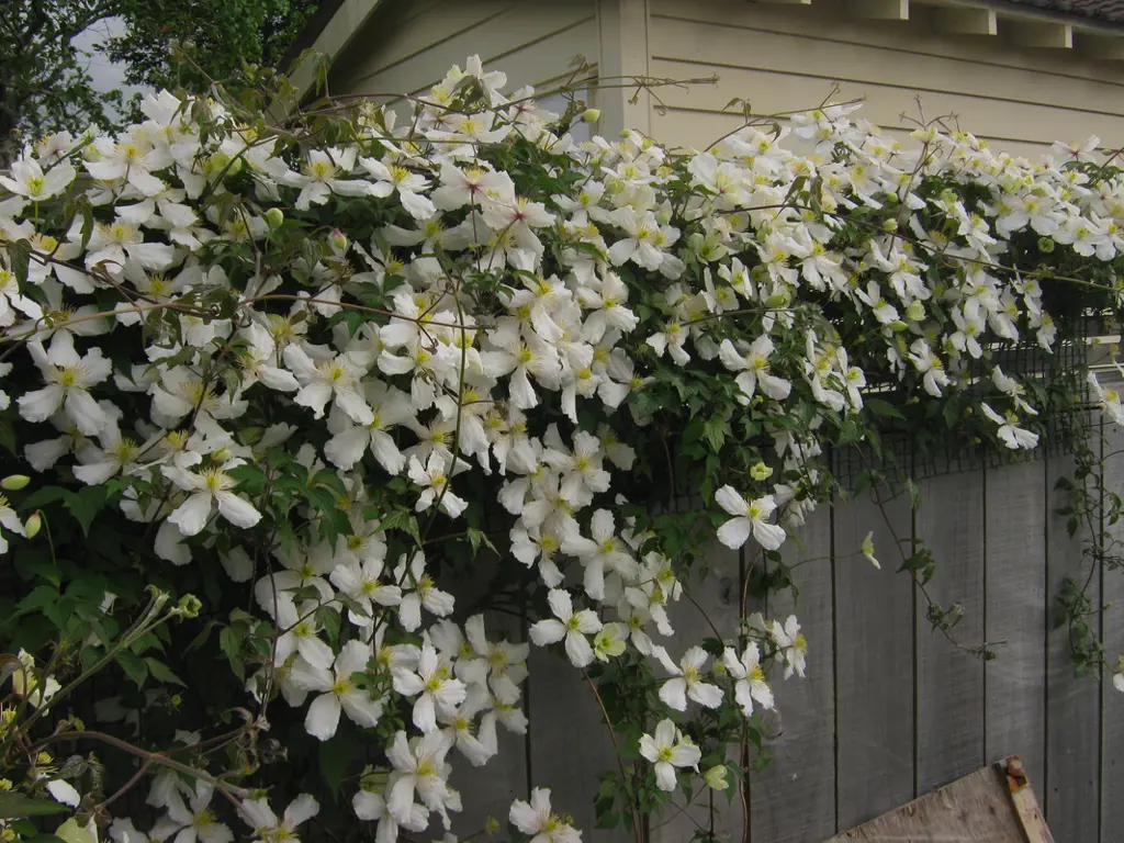 Clematis 'Snowflake' growing on a fence and featuring masses of white flowers and lush, green foliage.