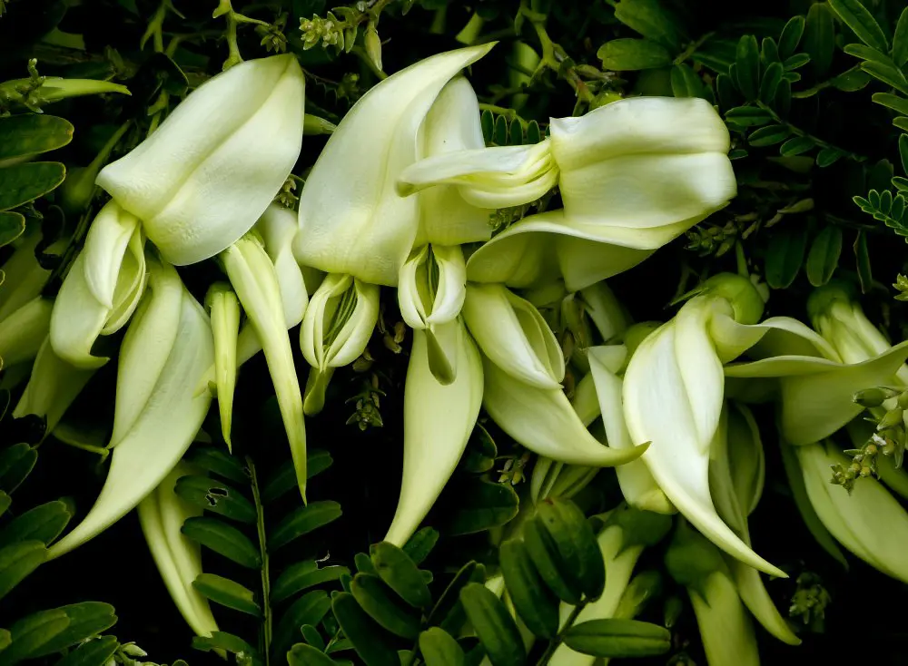 Clianthus 'White Herron' cream-white flowers with dark green foliage.