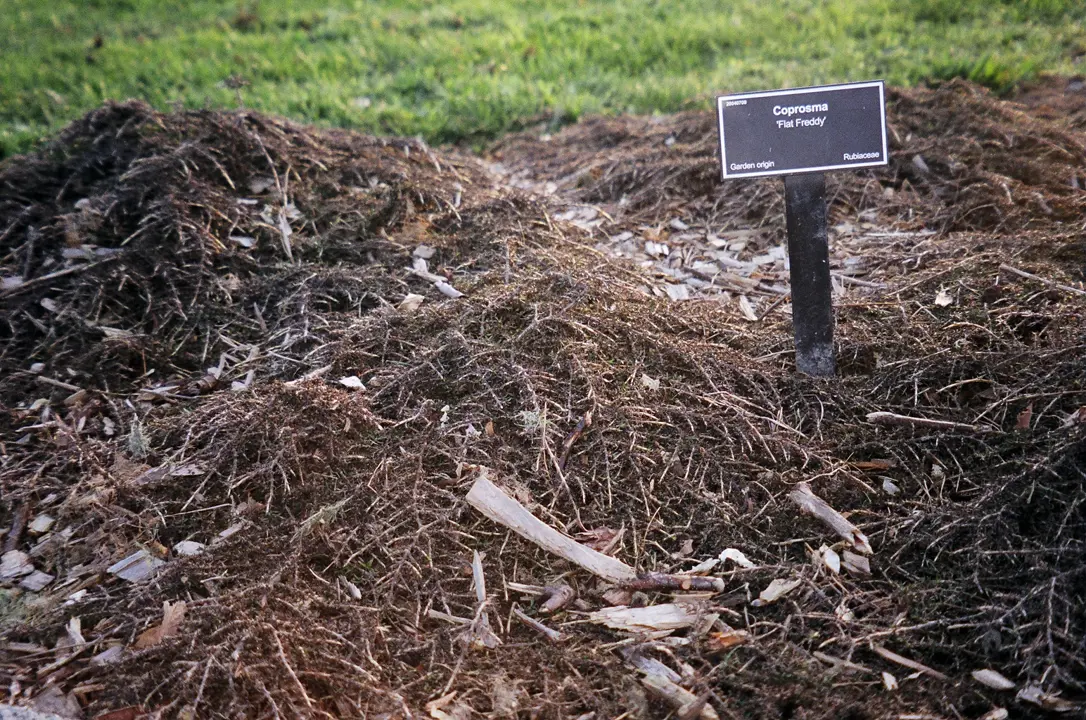 Coprosma 'Flat Freddy' ground cover shrub with brown stems and leaves.
