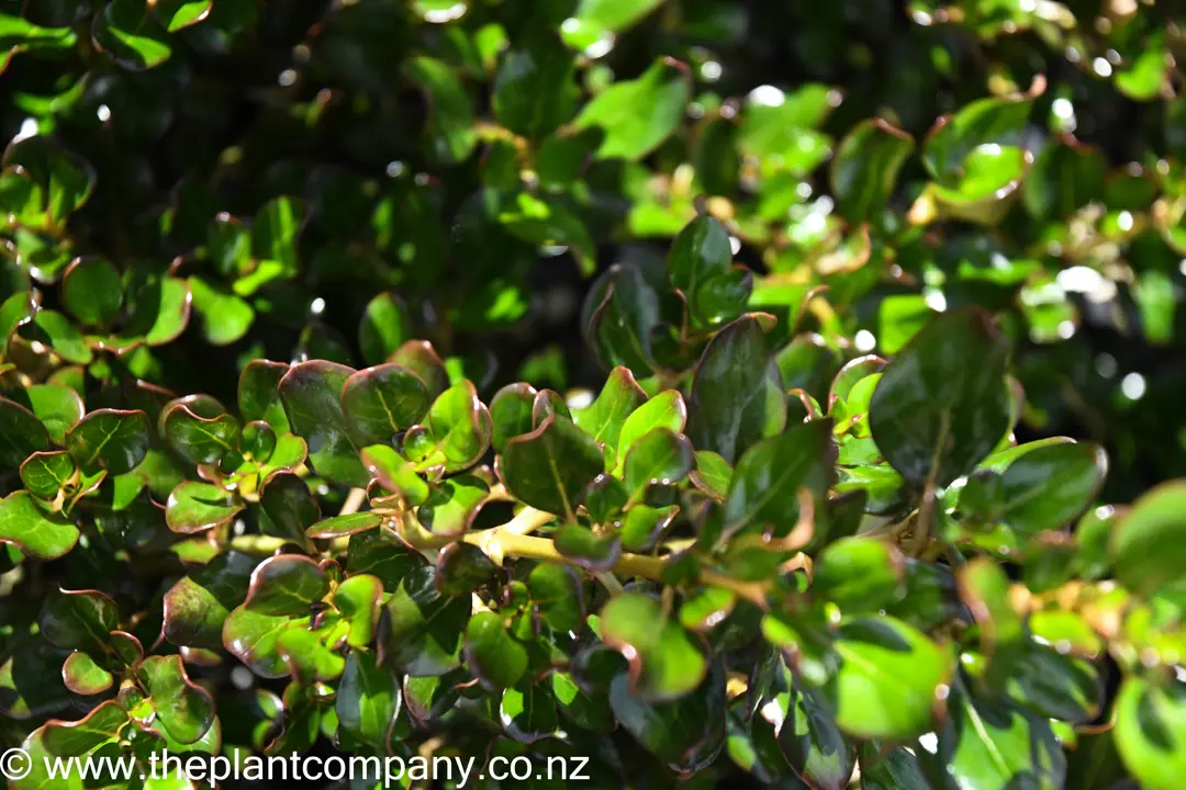 Coprosma 'Portwine' plants for sale at The Plant Company nursery.