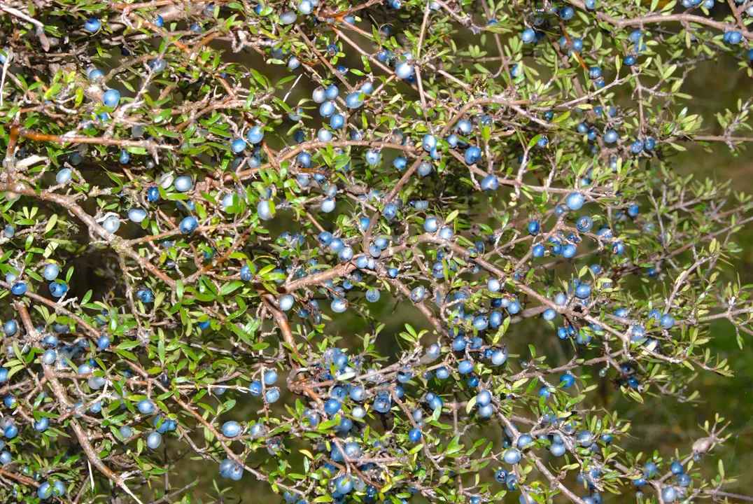 Coprosma propinqua shrub laiden with blue berries.