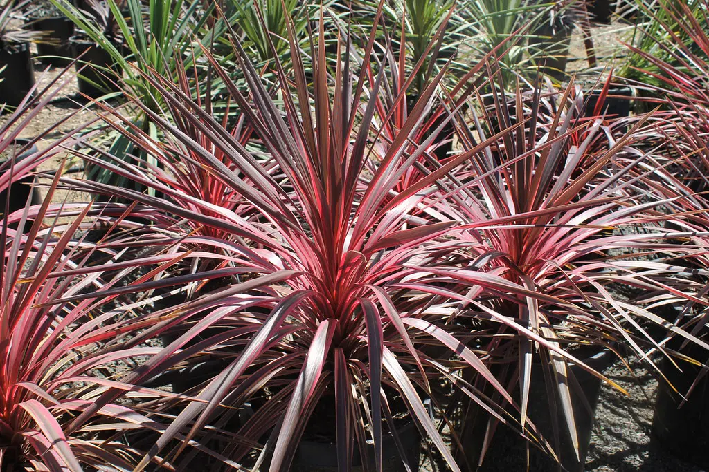 Cordyline 'Electric Pink' plants in pots for sale.