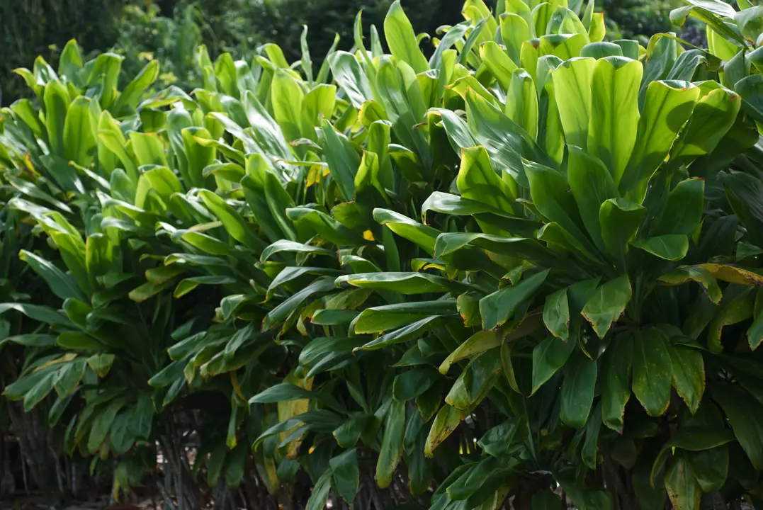 Cordyline fruticosa plants with lush, green foliage.